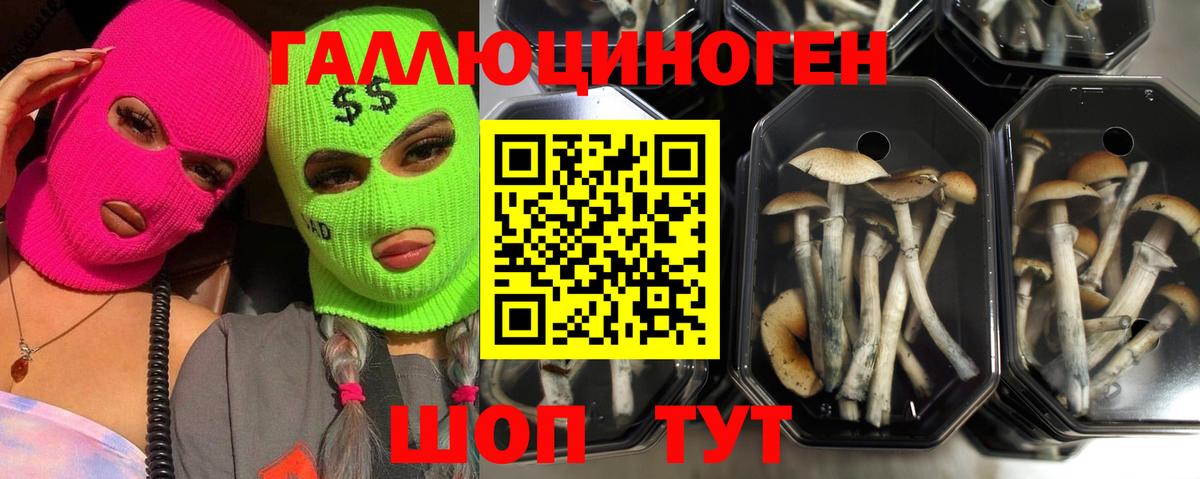Псилоцибиновые грибы Psilocybe Заводоуковск